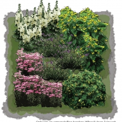 Zon tot halfschaduwborder superbloemen border