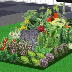 Eenjarigenborder groentetuintje in de zon