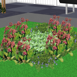 Bodembedekker groenblijvend en simpel