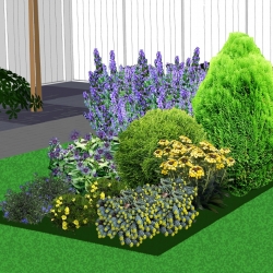 Exclusieve border coniferen