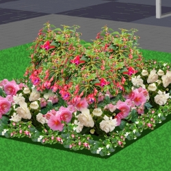 Eenjarigenborder schaduwperkje met kleur